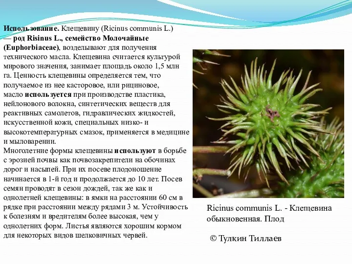 © Тулкин Тиллаев Использование. Клещевину (Ricinus communis L.) — род