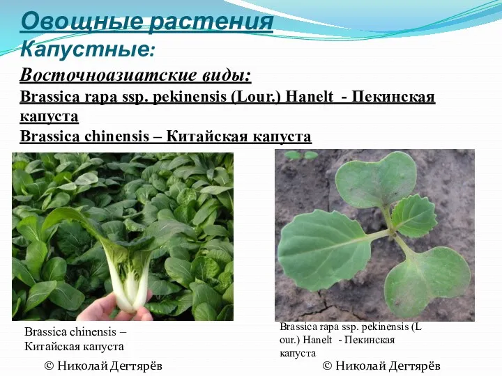 Овощные растения Капустные: Восточноазиатские виды: Brassica rapa ssp. pekinensis (Lour.)