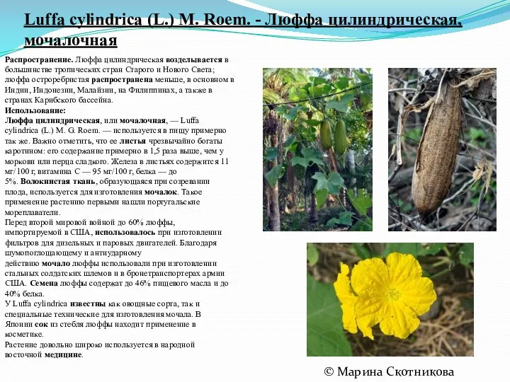 Luffa cylindrica (L.) M. Roem. - Люффа цилиндрическая, мочалочная ©