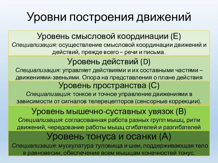 Уровни построения движений Уровень тонуса и осанки (А) Специализация: мускулатура туловища и шеи,