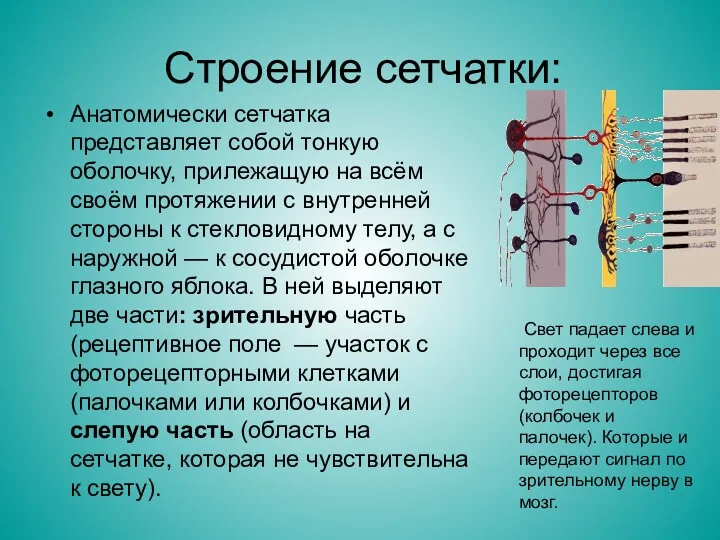 Строение сетчатки: Анатомически сетчатка представляет собой тонкую оболочку, прилежащую на