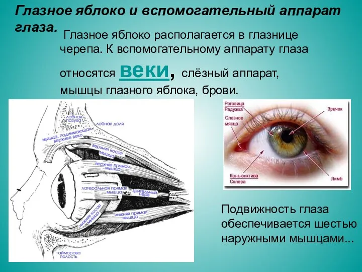 Глазное яблоко и вспомогательный аппарат глаза. Глазное яблоко располагается в