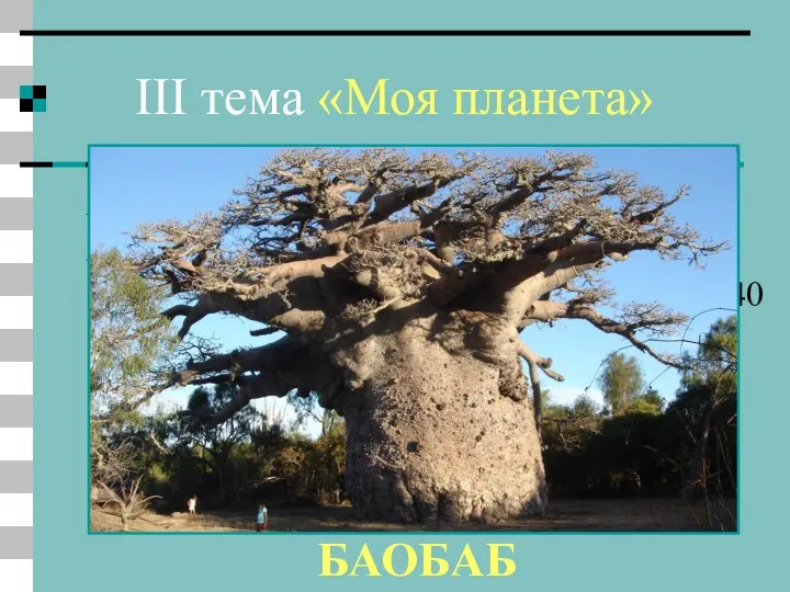 III тема «Моя планета» 13 вопрос Это дерево живет около