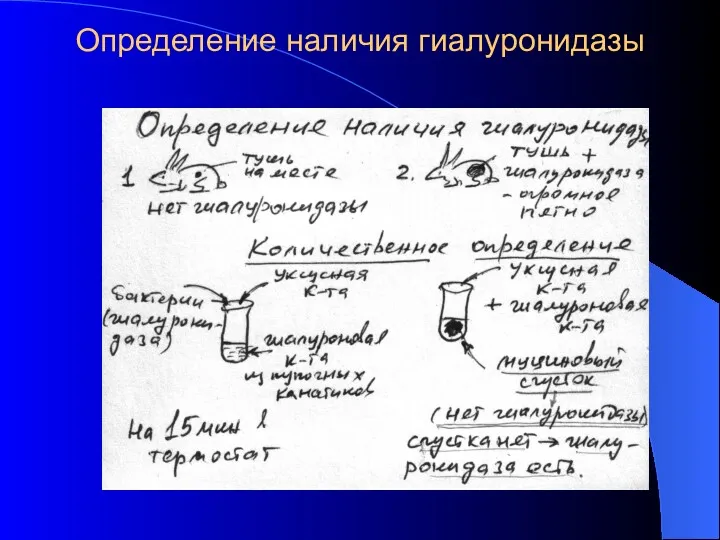 Определение наличия гиалуронидазы