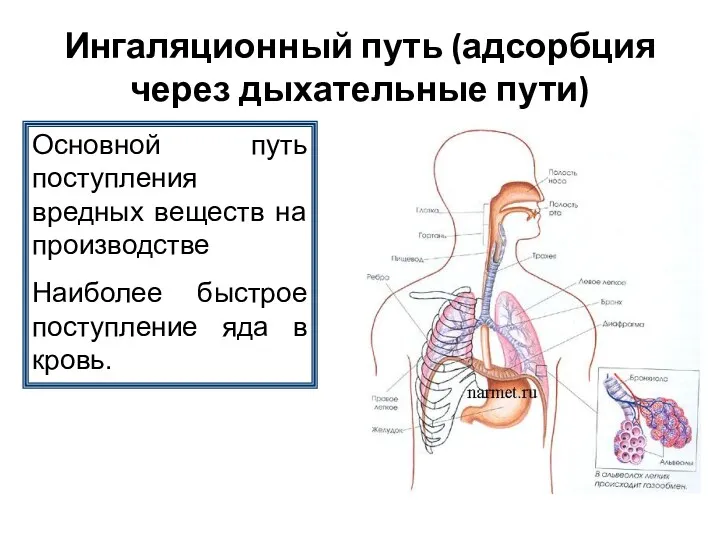 Ингаляционный путь (адсорбция через дыхательные пути) Основной путь поступления вредных веществ на производстве