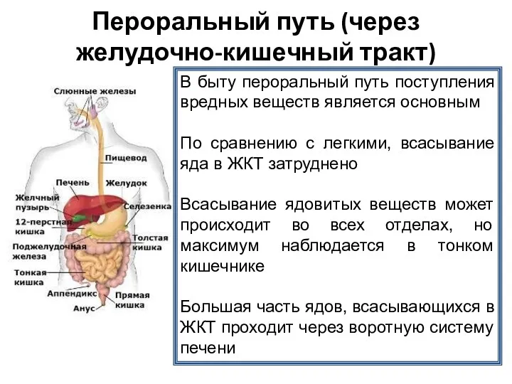 Пероральный путь (через желудочно-кишечный тракт) В быту пероральный путь поступления вредных веществ является