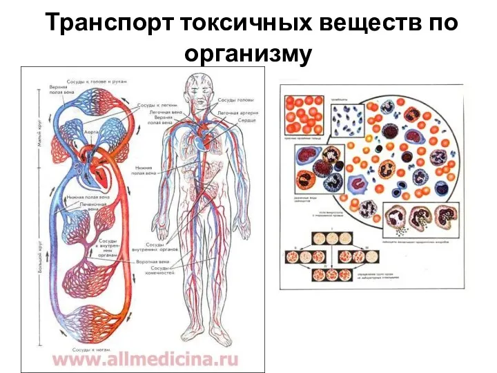 Транспорт токсичных веществ по организму