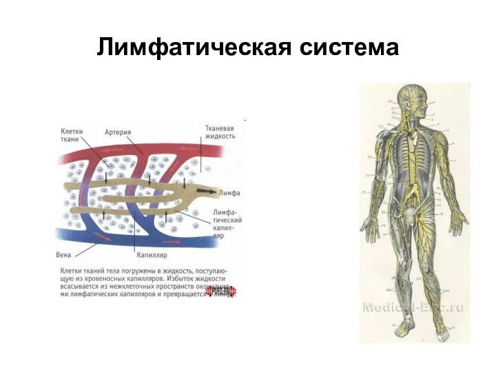 Лимфатическая система