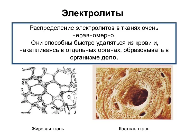 Электролиты Распределение электролитов в тканях очень неравномерно. Они способны быстро удаляться из крови