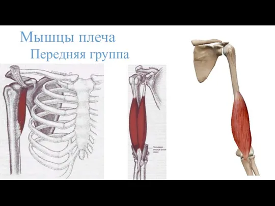Мышцы плеча Передняя группа