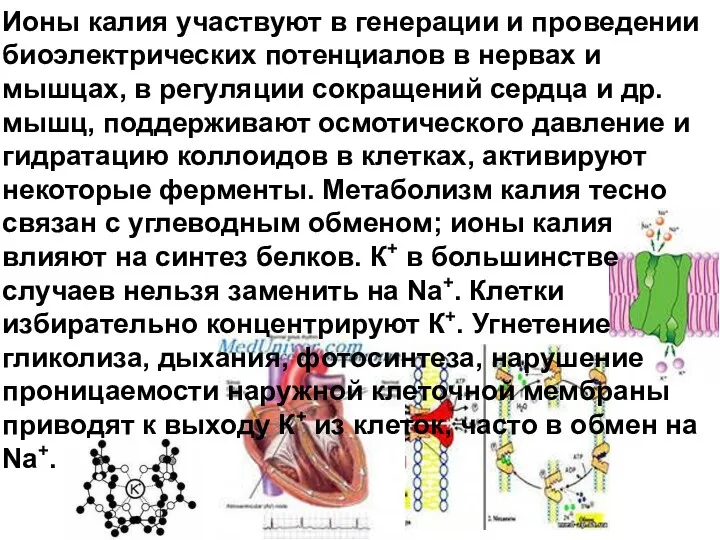 Ионы калия участвуют в генерации и проведении биоэлектрических потенциалов в