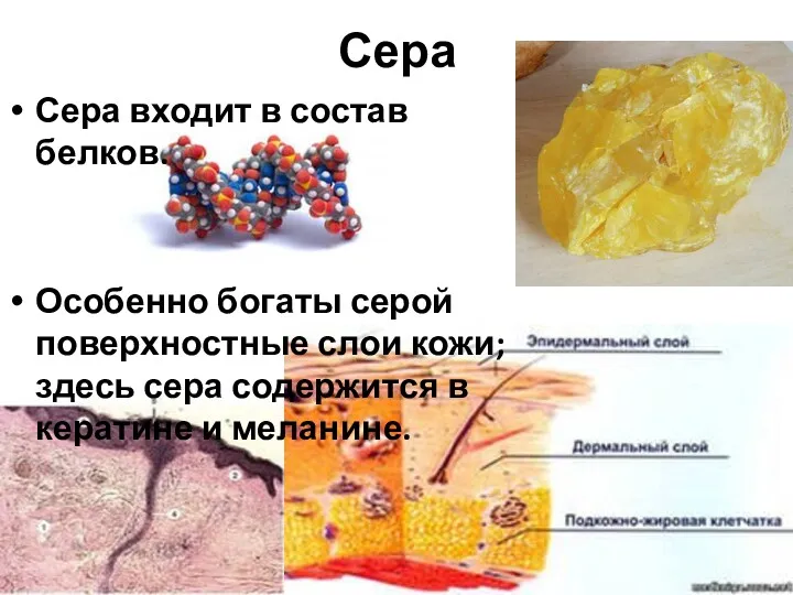 Сера Сера входит в состав белков. Особенно богаты серой поверхностные