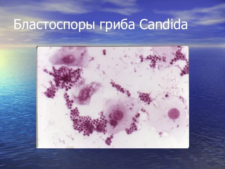 Бластоспоры гриба Candida