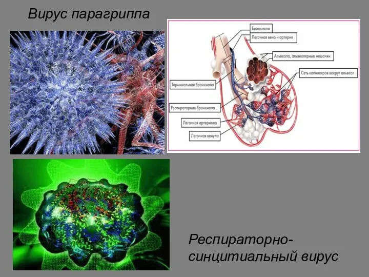 Вирус парагриппа Респираторно-синцитиальный вирус