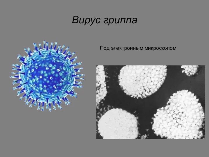 Вирус гриппа Под электронным микроскопом