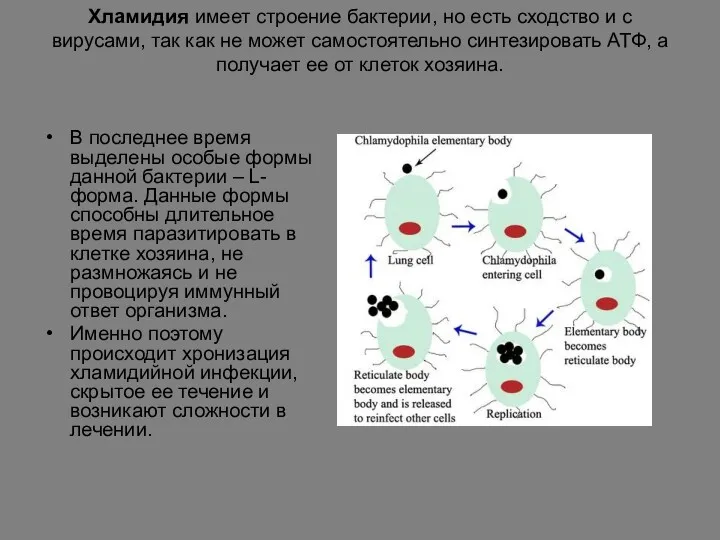 Хламидия имеет строение бактерии, но есть сходство и с вирусами,