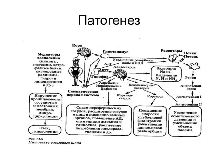 Патогенез