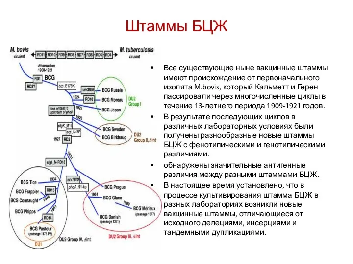 Штаммы БЦЖ Все существующие ныне вакцинные штаммы имеют происхождение от