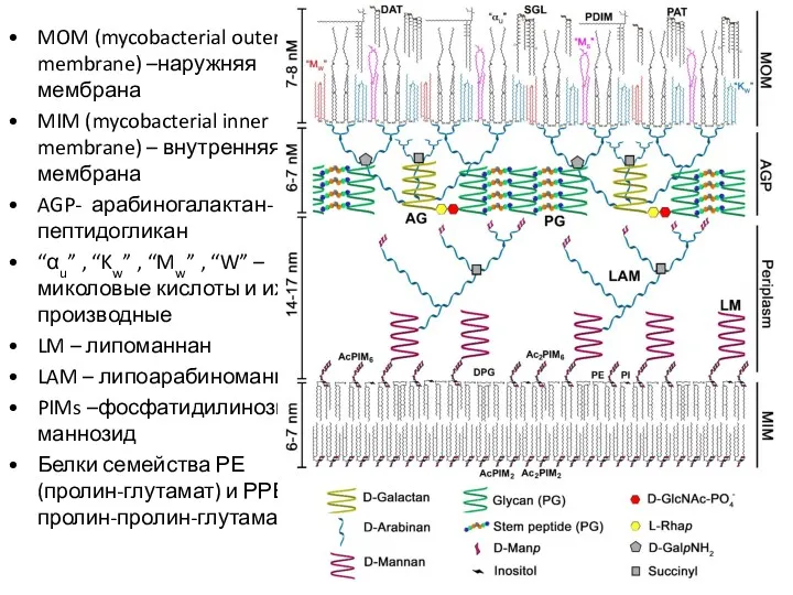 MOM (mycobacterial outer membrane) –наружняя мембрана MIM (mycobacterial inner membrane)