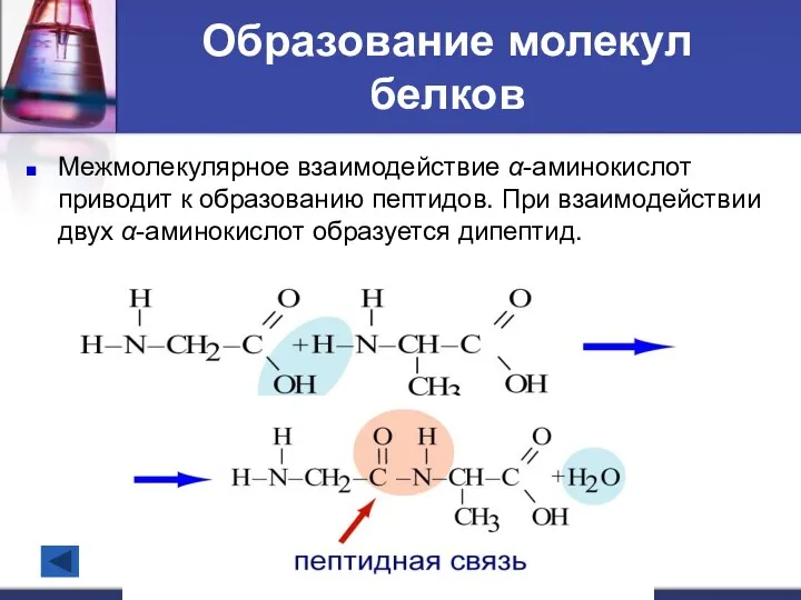 Образование молекул белков Межмолекулярное взаимодействие α-аминокислот приводит к образованию пептидов. При взаимодействии двух α-аминокислот образуется дипептид.