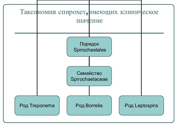 Таксономия спирохет,имеющих клиническое значение