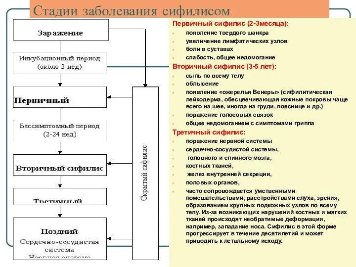 Стадии заболевания сифилисом Первичный сифилис (2-3месяца): появление твердого шанкра увеличение