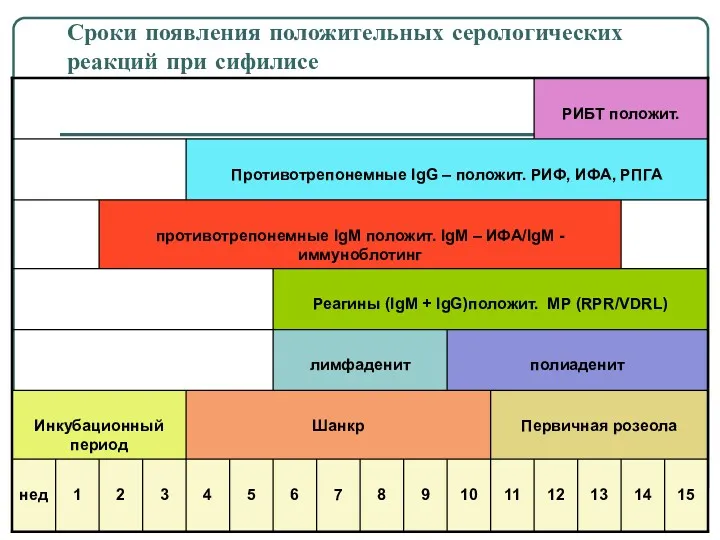 Сроки появления положительных серологических реакций при сифилисе