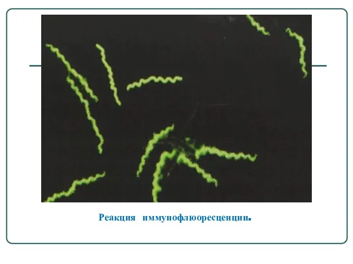Реакция иммунофлюоресценции.