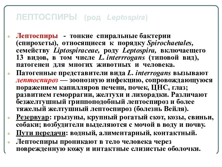 Лептоспиры - тонкие спиральные бактерии (спирохеты), относящиеся к порядку Spirochaetales,