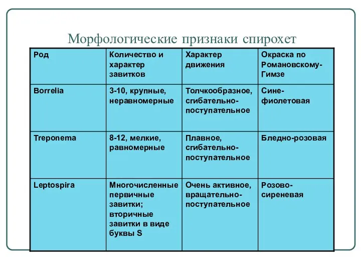 Морфологические признаки спирохет