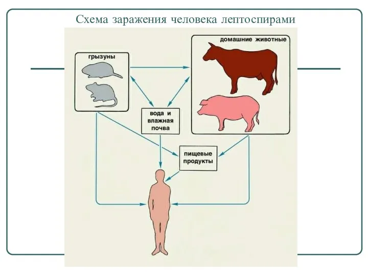 Схема заражения человека лептоспирами