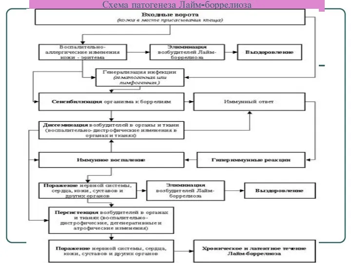 Схема патогенеза Лайм-боррелиоза