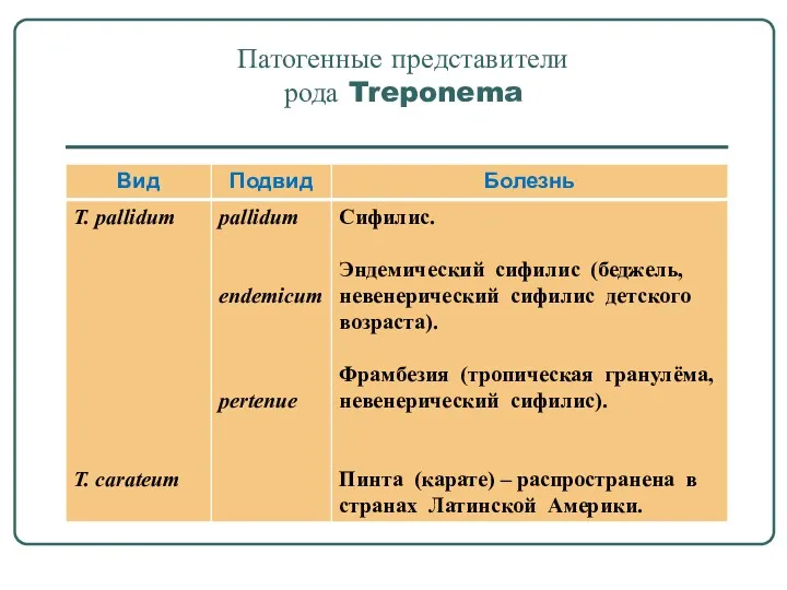 Патогенные представители рода Treponema