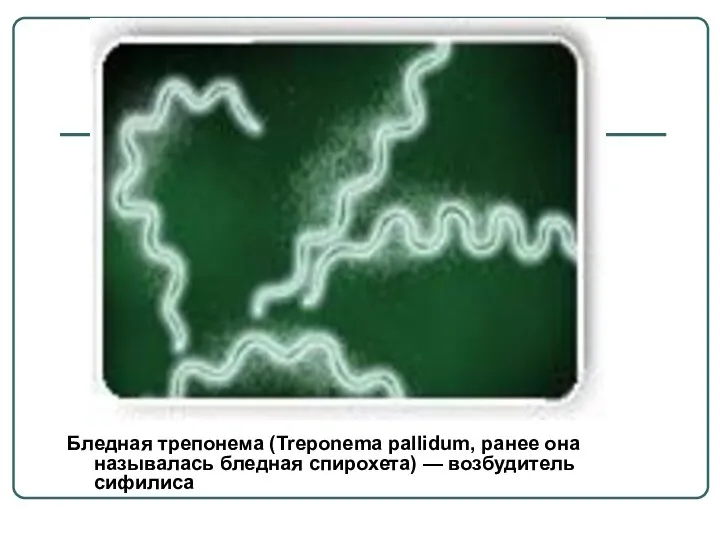 Бледная трепонема (Treponema pallidum, ранее она называлась бледная спирохета) — возбудитель сифилиса