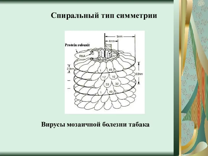 Спиральный тип симметрии Вирусы мозаичной болезни табака