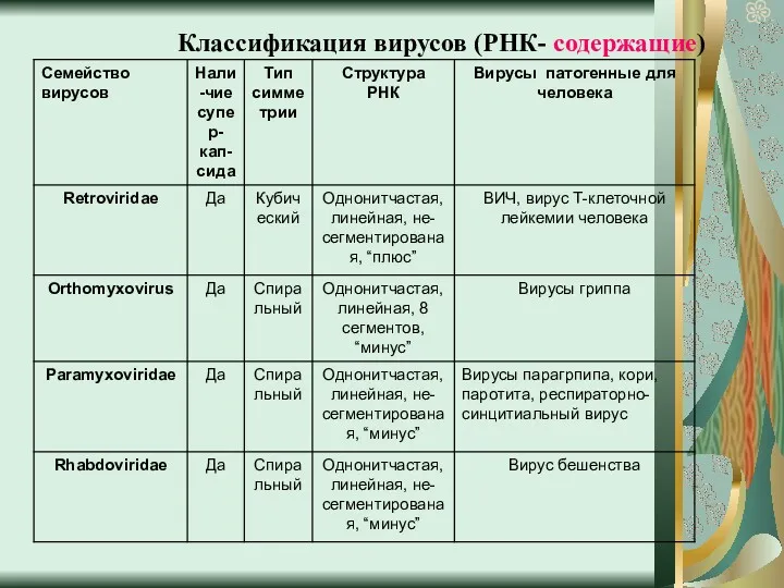 Классификация вирусов (РНК- содержащие)