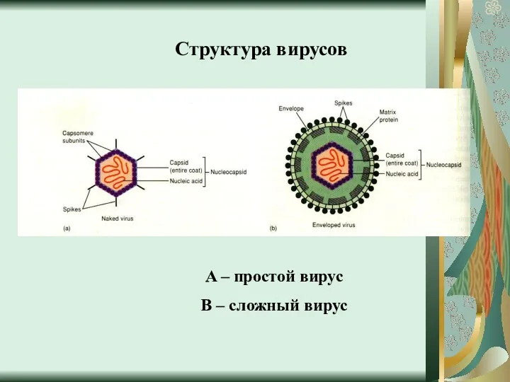 Структура вирусов A – простой вирус B – сложный вирус