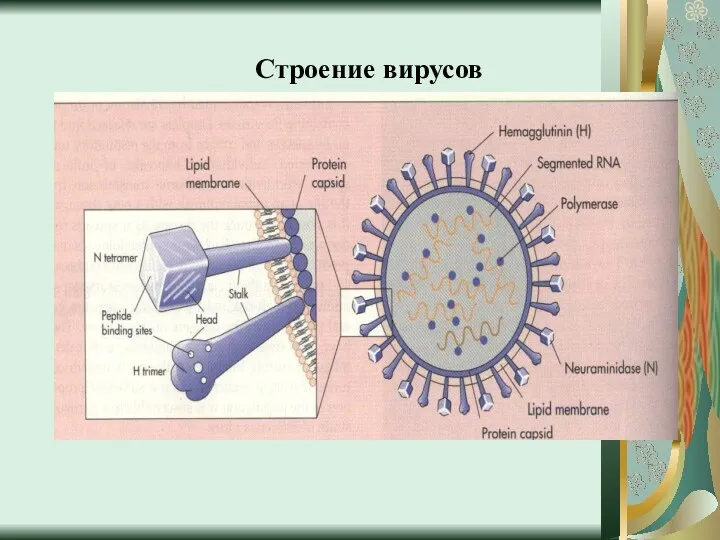 Строение вирусов