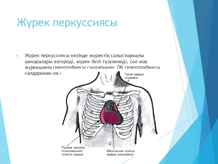 Жүрек перкуссиясы Жүрек перкуссиясы кезінде жүректің салыстырмалы шекаралары өзгереді, жүрек