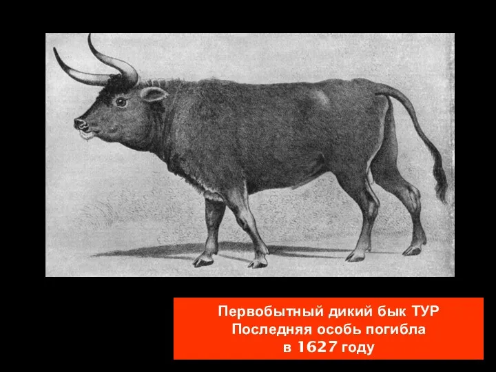 Первобытный дикий бык ТУР Последняя особь погибла в 1627 году