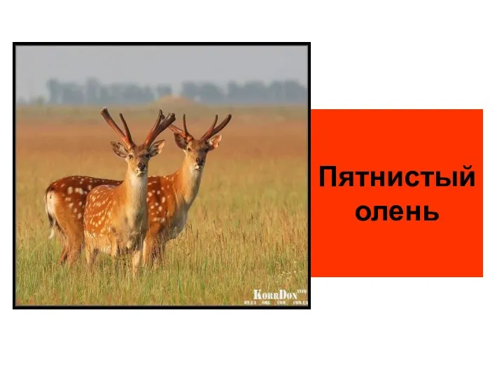 Пятнистый олень