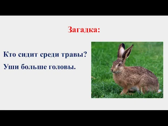 Загадка: Кто сидит среди травы? Уши больше головы.