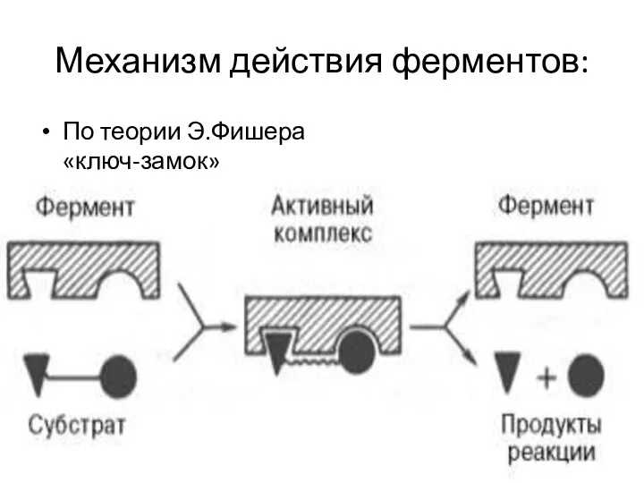 Механизм действия ферментов: По теории Э.Фишера «ключ-замок»