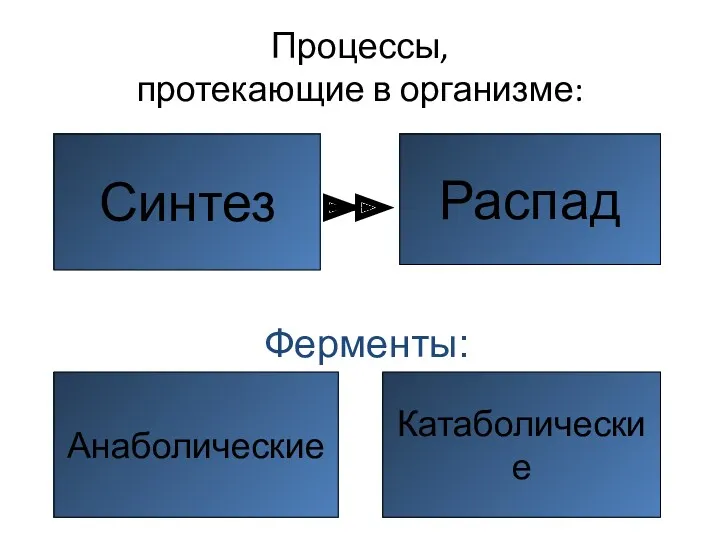 Процессы, протекающие в организме: Синтез Распад Ферменты: Анаболические Катаболические