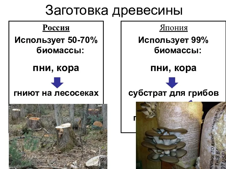 Заготовка древесины Россия Использует 50-70% биомассы: пни, кора гниют на лесосеках Япония Использует