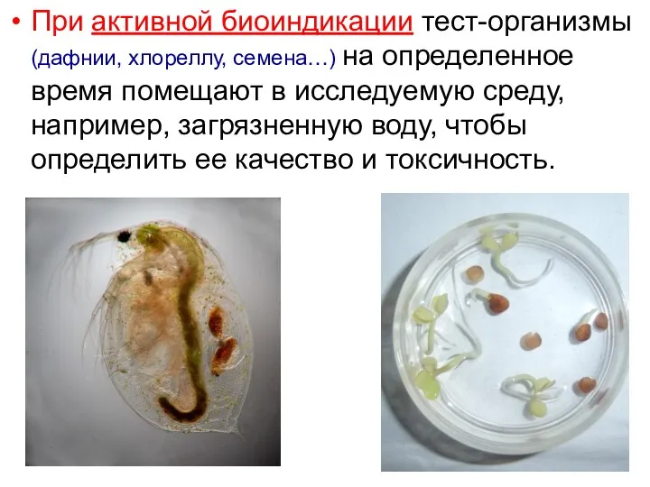 При активной биоиндикации тест-организмы (дафнии, хлореллу, семена…) на определенное время помещают в исследуемую