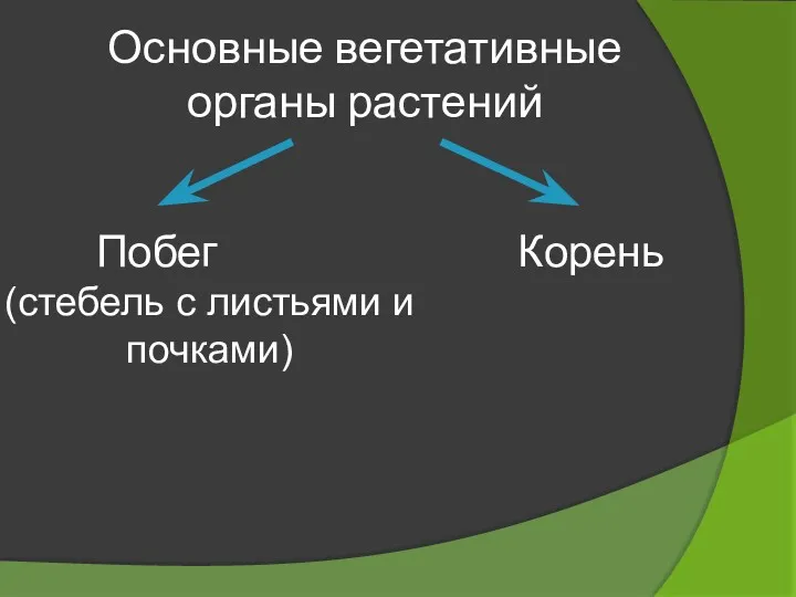 Основные вегетативные органы растений Побег (стебель с листьями и почками) Корень