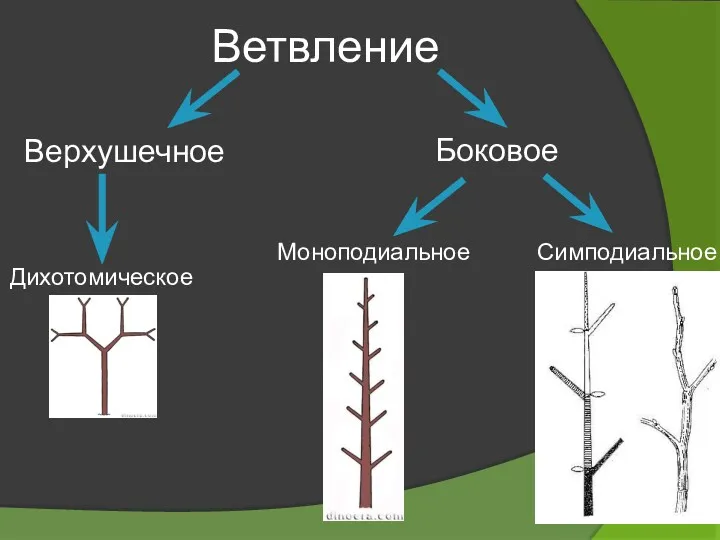 Ветвление Верхушечное Боковое Дихотомическое Симподиальное Моноподиальное