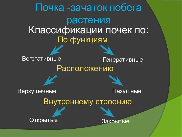 Почка -зачаток побега растения Классификации почек по: Расположению Внутреннему строению