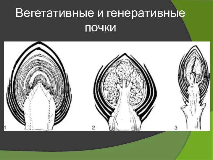 Вегетативные и генеративные почки